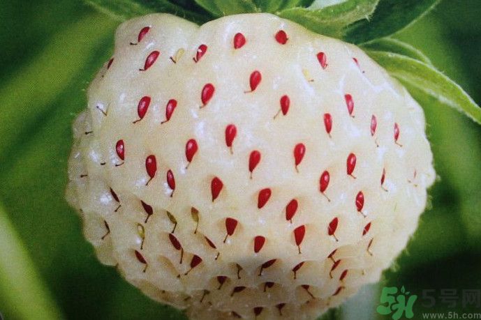 菠蘿莓好吃嗎？菠蘿莓好不好吃？