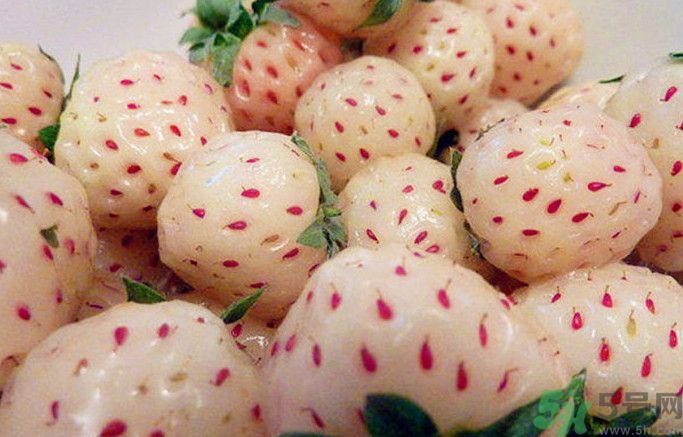 菠蘿莓孕婦能吃嗎？菠蘿莓懷孕可以吃嗎？