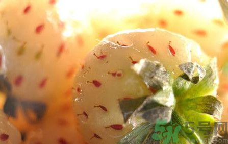 菠蘿莓孕婦能吃嗎？菠蘿莓懷孕可以吃嗎？