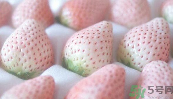 寶寶能吃菠蘿莓嗎？嬰幼兒能吃菠蘿莓嗎？