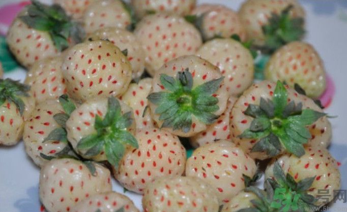 寶寶能吃菠蘿莓嗎？嬰幼兒能吃菠蘿莓嗎？