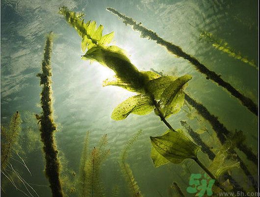 海帶用冷水泡還是熱水泡發(fā)？海帶怎么泡才不會發(fā)硬？