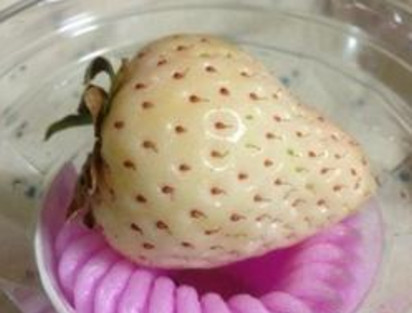 懷孕初期能吃菠蘿莓嗎？懷孕5個(gè)月可以吃菠蘿莓嗎？