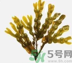 哪種海帶吃起來(lái)比較好？海帶有什么類別？