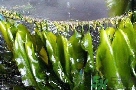 哪種海帶吃起來(lái)比較好？海帶有什么類別？