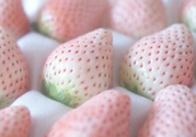 寶寶能吃菠蘿莓嗎？嬰幼兒能吃菠蘿莓嗎？
