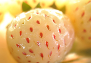 菠蘿莓的營(yíng)養(yǎng)價(jià)值和功效 吃菠蘿莓有什么營(yíng)養(yǎng)