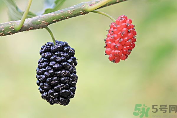 哺乳期能不能吃桑葚？桑葚產(chǎn)婦能吃嗎？