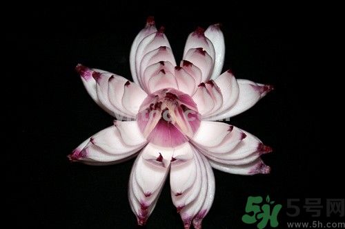 洋蔥可以包餃子嗎？洋蔥怎么做餃子餡？