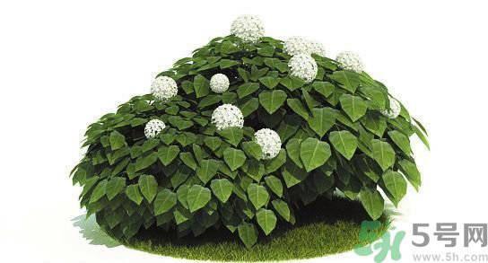 吸收毒氣的植物有哪些？凈化空氣的植物有哪些？