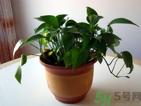 吸收毒氣的植物有哪些？凈化空氣的植物有哪些？