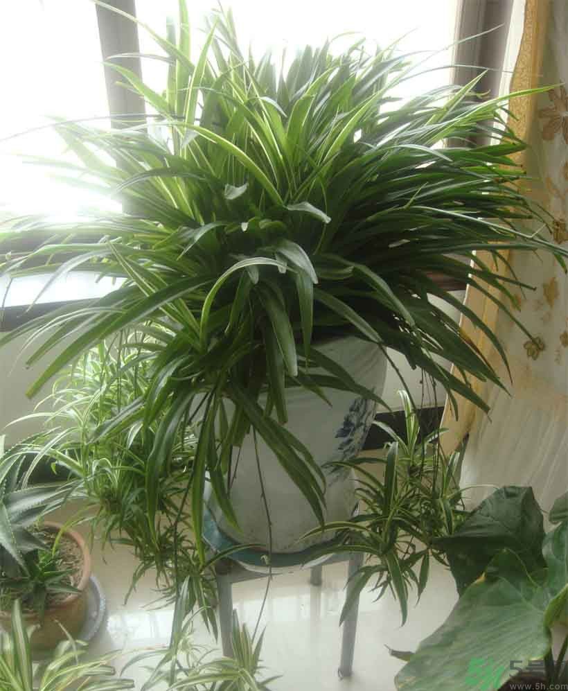 吸收毒氣的植物有哪些？凈化空氣的植物有哪些？