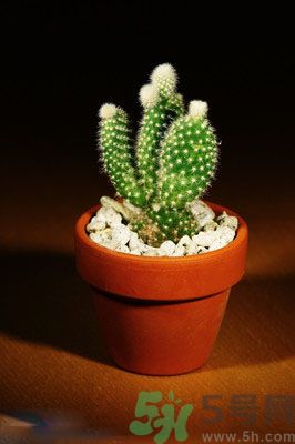 吸收毒氣的植物有哪些？凈化空氣的植物有哪些？