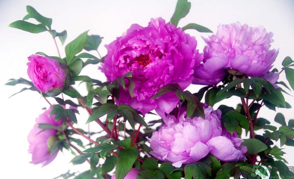 牡丹的花語是什么？牡丹的寓意是什么？