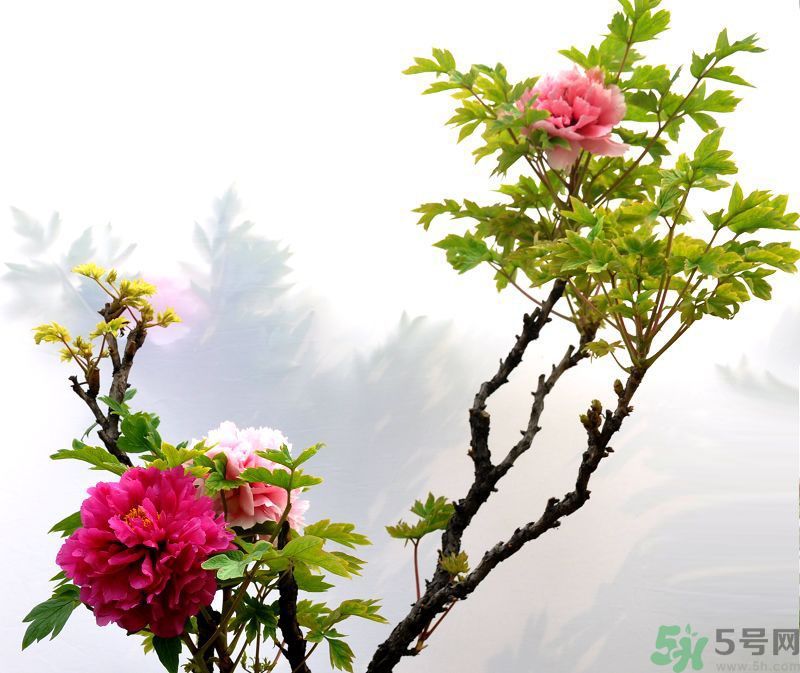 牡丹的花語是什么？牡丹的寓意是什么？