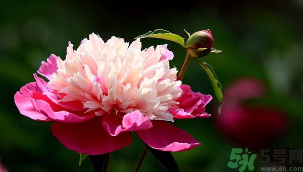 牡丹花可以吃嗎？牡丹花怎么做好吃？