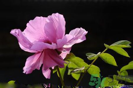 牡丹花可以吃嗎？牡丹花怎么做好吃？