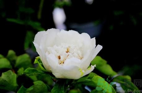 牡丹花可以吃嗎？牡丹花怎么做好吃？