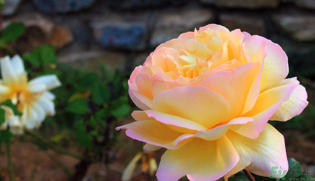 牡丹花茶可以美白嗎？喝牡丹花可以美白嗎？
