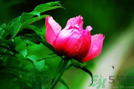 牡丹花茶可以美白嗎？喝牡丹花可以美白嗎？