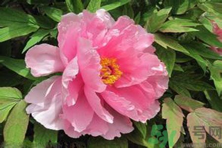 牡丹花茶可以美白嗎？喝牡丹花可以美白嗎？