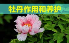 扦插的月季多久會開花？扦插月季多久可開花？