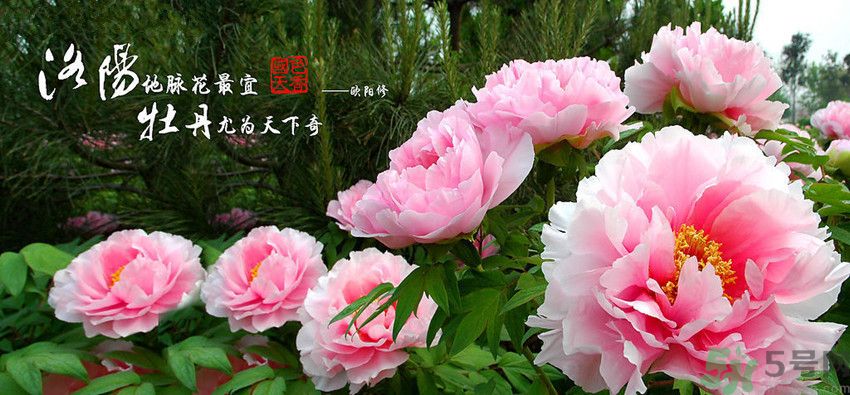 洛陽牡丹文化節(jié)活動有哪些？洛陽牡丹文化節(jié)門票是多少？