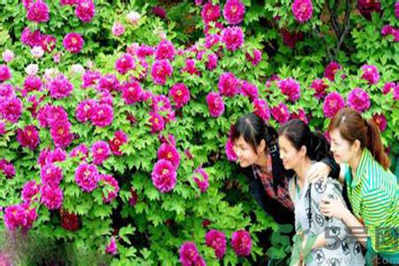 洛陽牡丹文化節(jié)活動有哪些？洛陽牡丹文化節(jié)門票是多少？