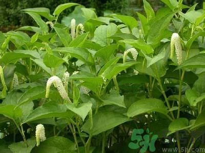 魚腥草可以止咳嗎？魚腥草止咳的辦法有哪些？