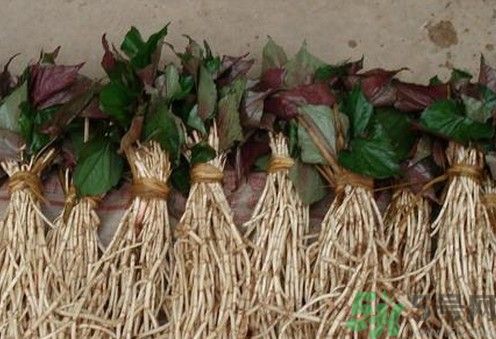 烏藥能和魚腥草一起泡茶喝嗎？烏藥和魚腥草一起吃好不好？