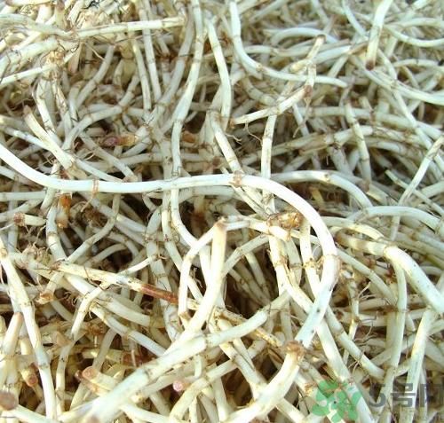 烏藥能和魚腥草一起泡茶喝嗎？烏藥和魚腥草一起吃好不好？
