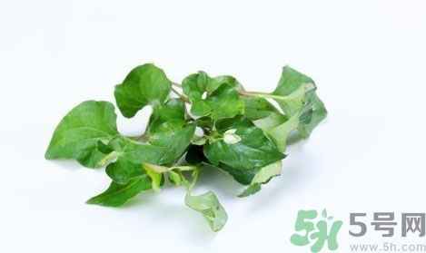 魚腥草可以抗輻射嗎？魚腥草怎么防輻射？