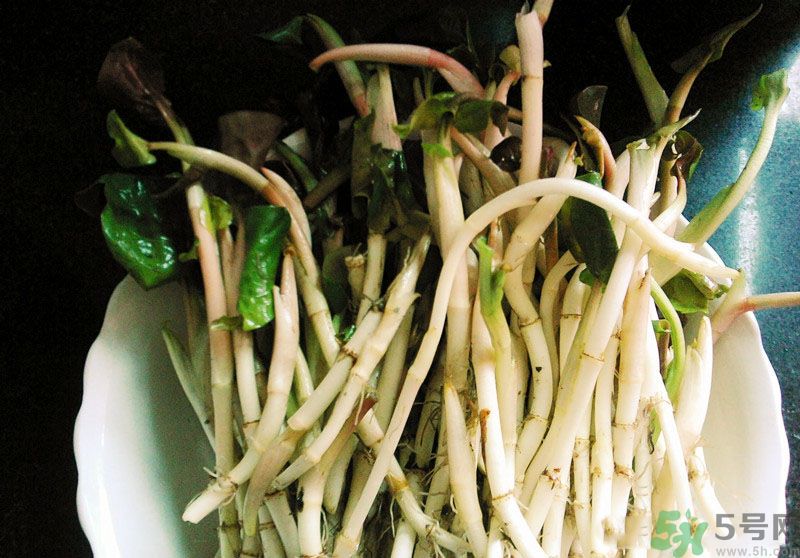 魚腥草可以抗輻射嗎？魚腥草怎么防輻射？