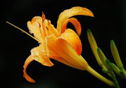 黃花菜可以治療抑郁癥嗎？兩噸黃花菜治好了抑郁癥是真的嗎？