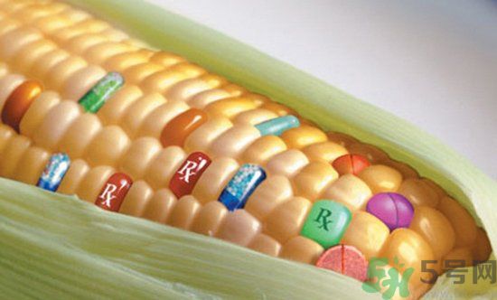 農(nóng)業(yè)部怎樣回應轉(zhuǎn)基因食品？轉(zhuǎn)基因的食物有哪些？
