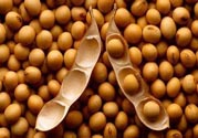 農業(yè)部怎樣回應轉基因食品？轉基因的食物有哪些？