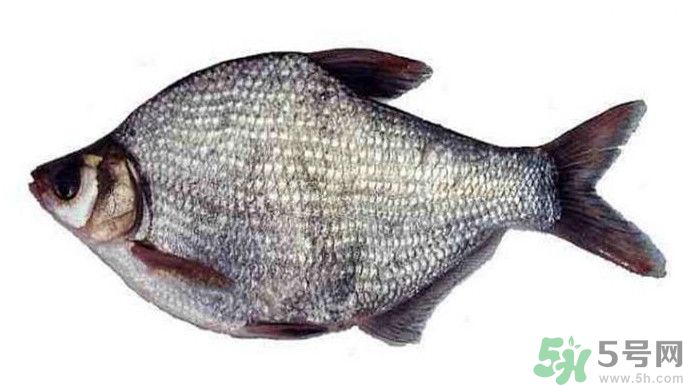 武昌魚是鳊魚嗎？武昌魚和鳊魚區(qū)別哪個好吃？