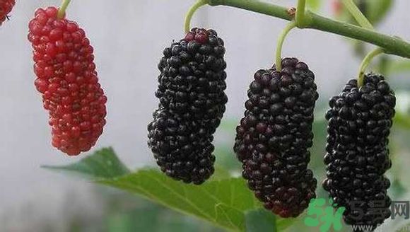 膽囊炎能吃桑葚嗎？膽囊炎吃桑葚好嗎？