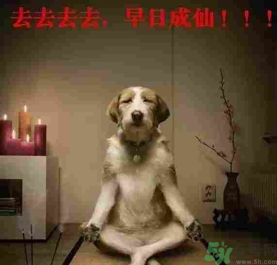 早餐吃面還是包子比較好？早餐吃包子和面健康嗎？
