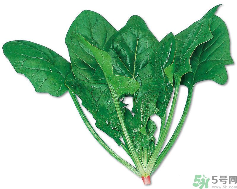 菠菜可以炒韭菜嗎？菠菜和韭菜一起吃怎么樣？