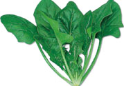 菠菜可以炒韭菜嗎？菠菜和韭菜一起吃怎么樣？