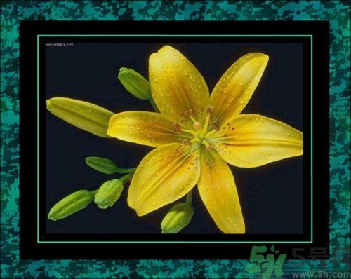 母親節(jié)送什么花好？母親節(jié)應該送什么鮮花？