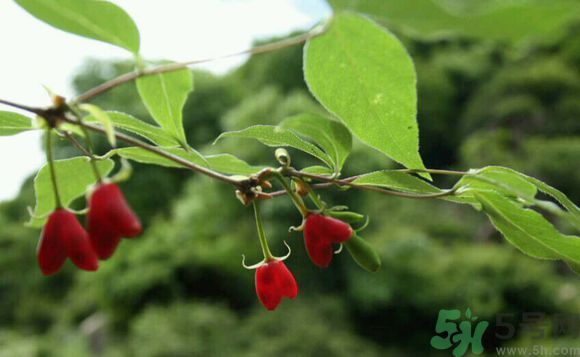 杈杷果好吃嗎？杈杷果的營養(yǎng)價值與功效