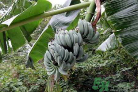 牛奶蕉是熱性還是涼性？牛奶蕉是涼性嗎？