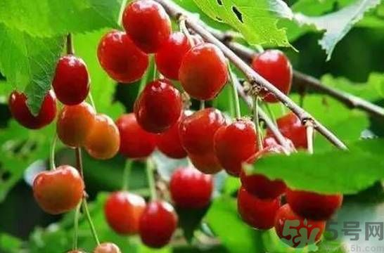 吃櫻桃拉肚子怎么辦？吃櫻桃拉肚子是怎么回事？