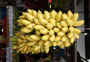 牛奶蕉是熱性還是涼性？牛奶蕉是涼性嗎？