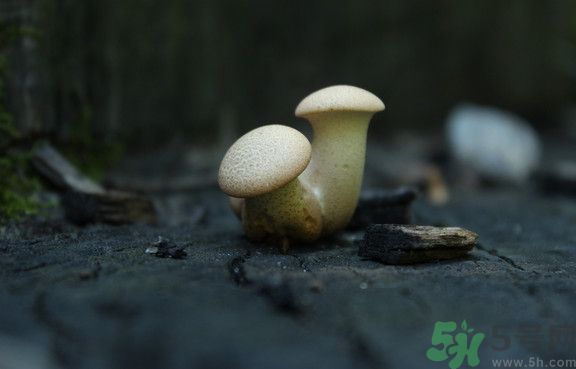 蘑菇有白毛能吃嗎？蘑菇上面長了一層白毛還能吃嗎？