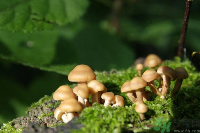 蘑菇有白毛能吃嗎？蘑菇上面長了一層白毛還能吃嗎？
