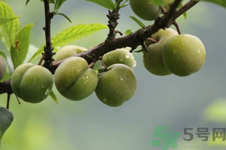 李子是熱性還是涼性？李子是涼性的嗎？