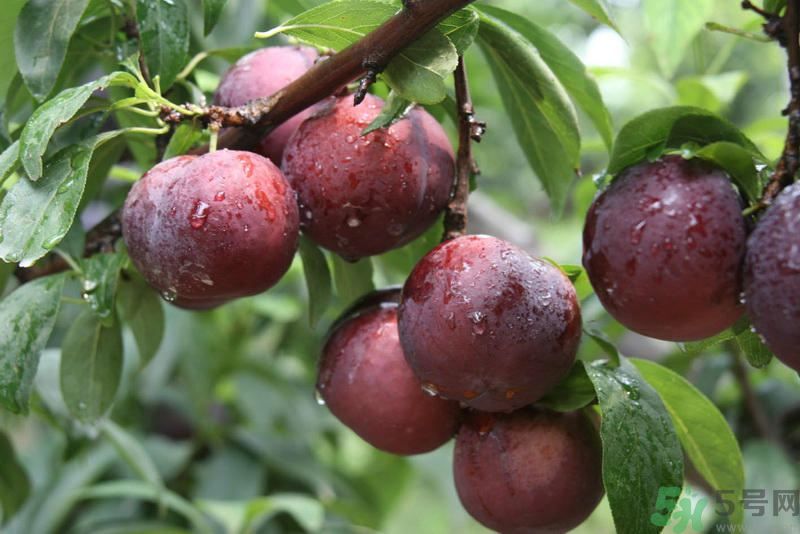 李子是發(fā)物嗎？李子是不是發(fā)物？